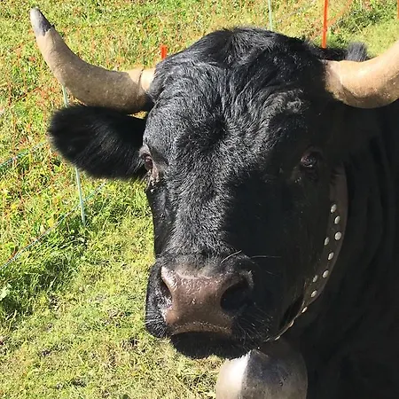 Alpenparadies Gampel-Bratsch