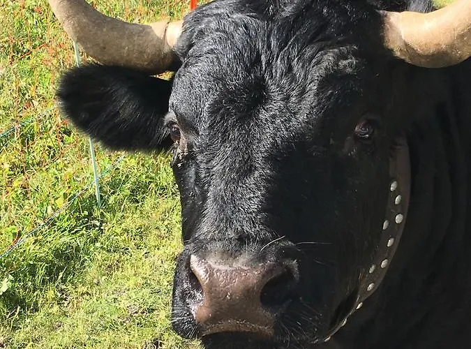 Alpenparadies Gampel-Bratsch